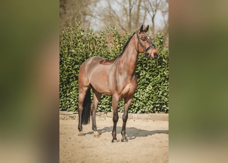 Hannoveraner, Wallach, 15 Jahre, 173 cm, Brauner