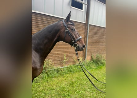 Hannoveraner, Wallach, 15 Jahre, 174 cm, Dunkelbrauner