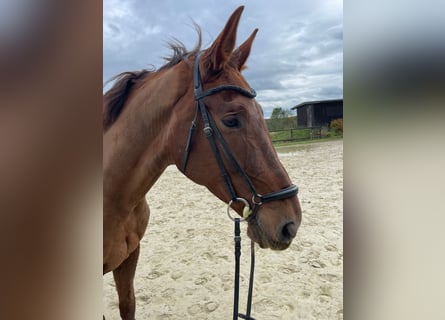 Hannoveraner, Wallach, 15 Jahre, 175 cm, Fuchs