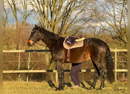 Hannoveraner, Wallach, 16 Jahre, 180 cm, Schwarzbrauner