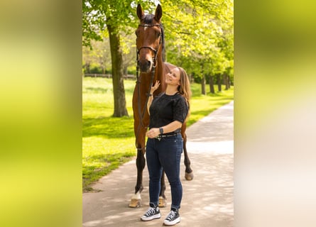 Hannoveraner, Wallach, 17 Jahre, 180 cm, Brauner