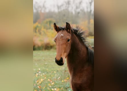 Hannoveraner, Wallach, 1 Jahr, 170 cm, Brauner