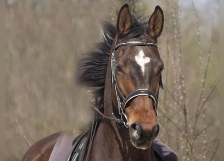 Hannoveraner, Wallach, 20 Jahre, 170 cm, Brauner