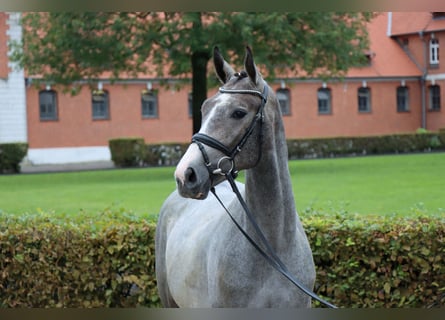 Hannoveraner, Wallach, 2 Jahre, 161 cm, Schimmel