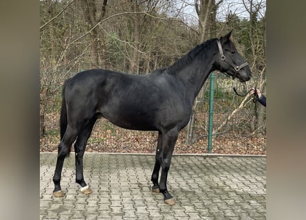 Hannoveraner, Wallach, 2 Jahre, 162 cm, Dunkelbrauner