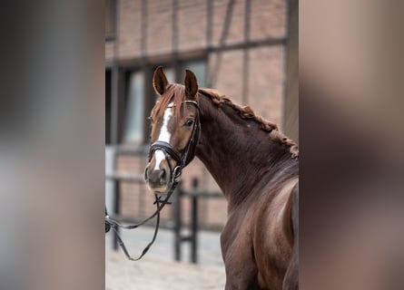 Hannoveraner, Wallach, 2 Jahre, 162 cm, Dunkelfuchs