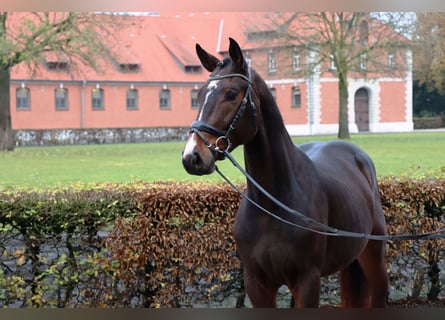 Hannoveraner, Wallach, 2 Jahre, 165 cm, Dunkelbrauner