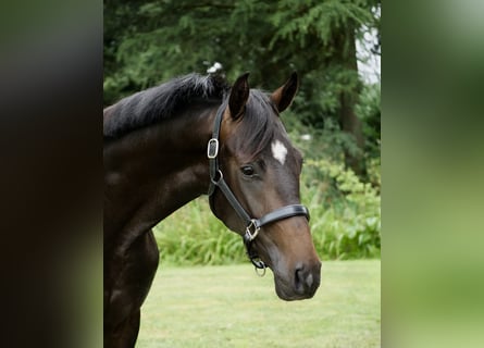 Hannoveraner, Wallach, 2 Jahre, 165 cm, Rappe