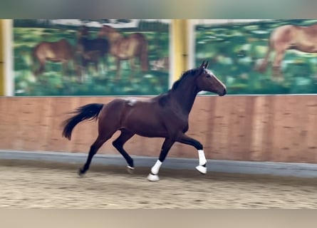 Hannoveraner, Wallach, 2 Jahre, 166 cm, Brauner