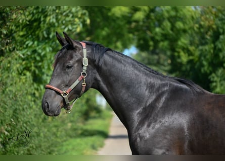 Hannoveraner, Wallach, 2 Jahre, 167 cm, Rappe