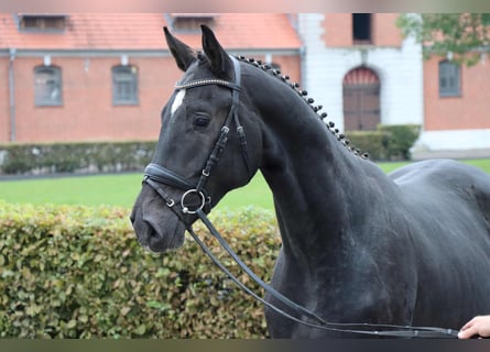 Hannoveraner, Wallach, 2 Jahre, 168 cm, Schwarzbrauner