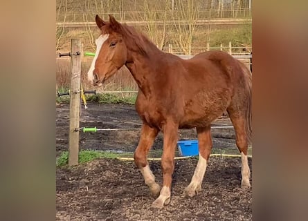 Hannoveraner, Wallach, 2 Jahre, 170 cm, Fuchs