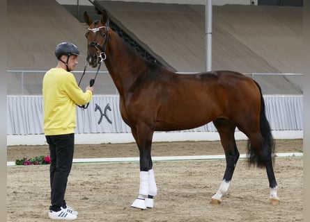 Hannoveraner, Wallach, 2 Jahre, 171 cm, Dunkelbrauner
