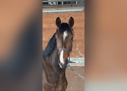 Hannoveraner, Wallach, 2 Jahre, 172 cm, Dunkelbrauner