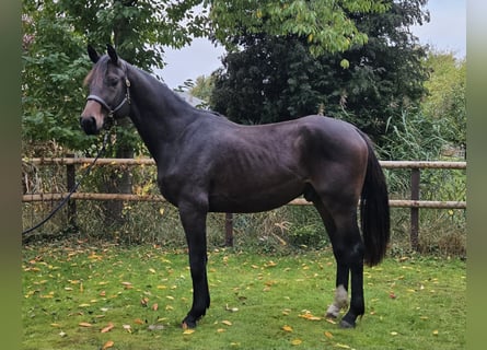 Hannoveraner, Wallach, 2 Jahre, 172 cm, Dunkelbrauner