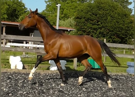 Hannoveraner, Wallach, 2 Jahre, 175 cm, Brauner