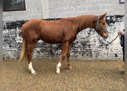 Hannoveraner, Wallach, 2 Jahre, 175 cm, Fuchs