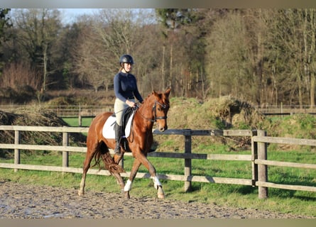 Hannoveraner, Wallach, 3 Jahre, 155 cm, Fuchs