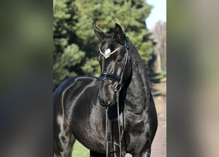 Hannoveraner, Wallach, 3 Jahre, 157 cm, Rappe