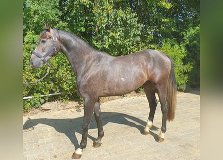 Hannoveraner, Wallach, 3 Jahre, 157 cm, Schimmel