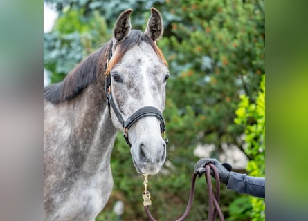 Hannoveraner, Wallach, 3 Jahre, 159 cm, Schimmel