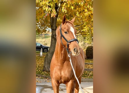 Hannoveraner, Wallach, 3 Jahre, 160 cm, Fuchs