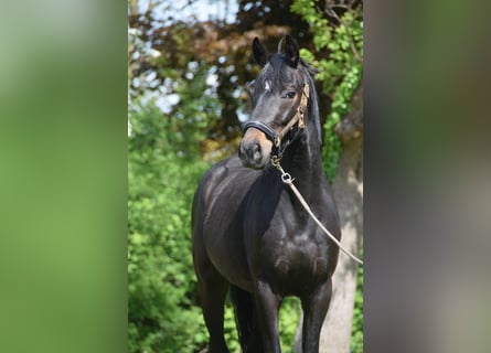 Hannoveraner, Wallach, 3 Jahre, 160 cm, Rappe