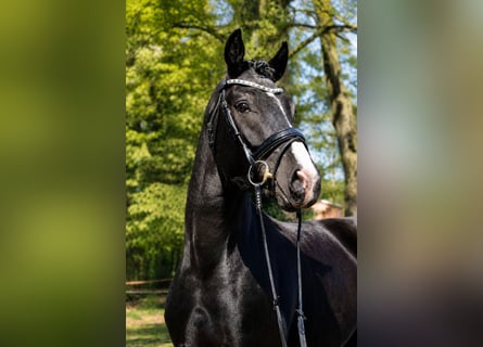 Hannoveraner, Wallach, 3 Jahre, 162 cm, Rappe