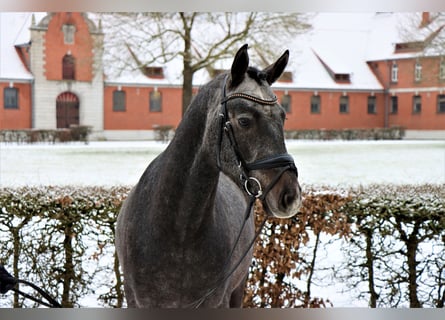 Hannoveraner, Wallach, 3 Jahre, 162 cm, Schwarzbrauner