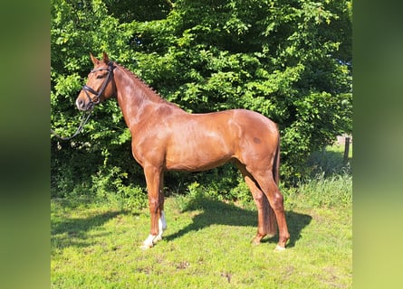 Hannoveraner, Wallach, 3 Jahre, 163 cm, Dunkelfuchs