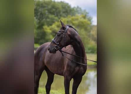 Hannoveraner, Wallach, 3 Jahre, 163 cm, Schwarzbrauner