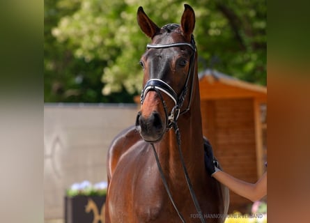 Hannoveraner, Wallach, 3 Jahre, 164 cm, Fuchs