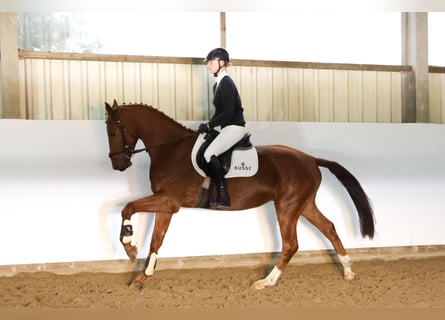 Hannoveraner, Wallach, 3 Jahre, 164 cm, Fuchs