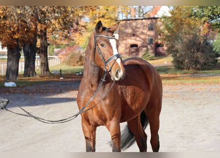 Hannoveraner, Wallach, 3 Jahre, 165 cm, Brauner