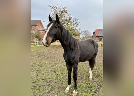 Hannoveraner, Wallach, 3 Jahre, 165 cm, Brauner