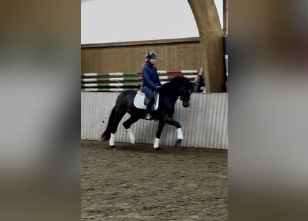 Hannoveraner, Wallach, 3 Jahre, 165 cm, Brauner