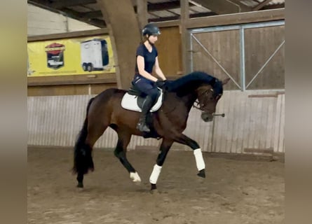Hannoveraner, Wallach, 3 Jahre, 165 cm, Brauner