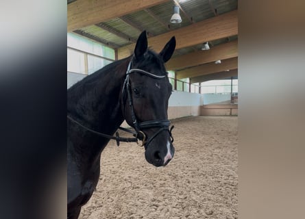 Hannoveraner, Wallach, 3 Jahre, 165 cm, Dunkelbrauner