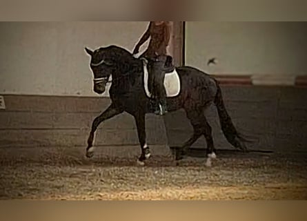 Hannoveraner, Wallach, 3 Jahre, 165 cm, Dunkelbrauner