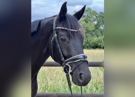 Hannoveraner, Wallach, 3 Jahre, 165 cm, Rappe