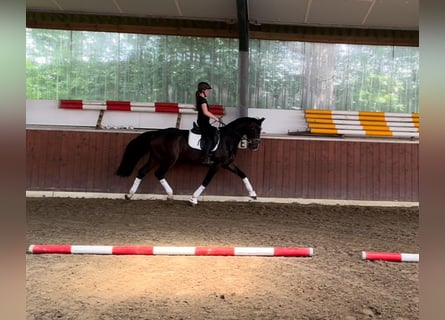 Hannoveraner, Wallach, 3 Jahre, 165 cm, Schwarzbrauner