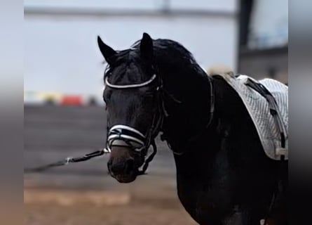 Hannoveraner, Wallach, 3 Jahre, 165 cm, Schwarzbrauner