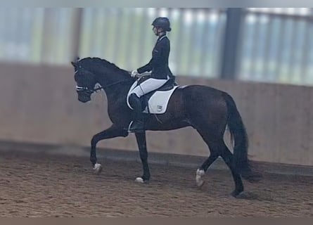 Hannoveraner, Wallach, 3 Jahre, 165 cm, Schwarzbrauner
