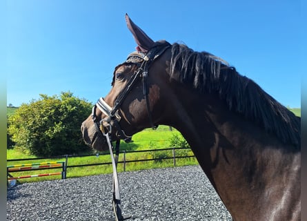Hannoveraner, Wallach, 3 Jahre, 165 cm, Schwarzbrauner