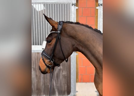 Hannoveraner, Wallach, 3 Jahre, 166 cm, Brauner