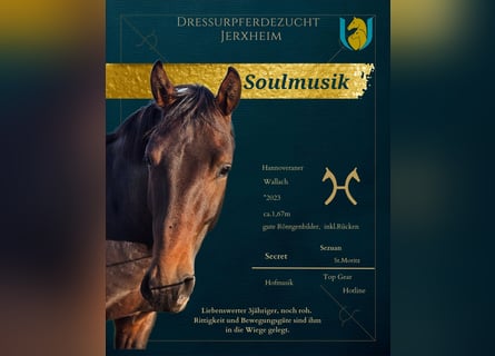Hannoveraner, Wallach, 3 Jahre, 166 cm, Dunkelbrauner