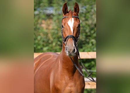 Hannoveraner, Wallach, 3 Jahre, 166 cm, Fuchs