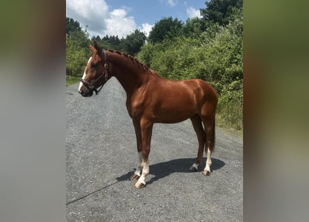 Hannoveraner, Wallach, 3 Jahre, 166 cm, Fuchs