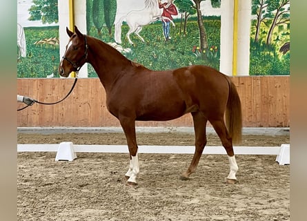 Hannoveraner, Wallach, 3 Jahre, 166 cm, Fuchs