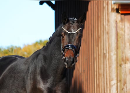 Hannoveraner, Wallach, 3 Jahre, 166 cm, Schwarzbrauner